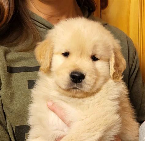 Golden puppies for sale near me - Bernese Mountain Dog Puppies. Males / Females Available. 1 week old. Melissa Oberholtzer. Elizabethtown, PA 17022. New! AKC PuppyVisor™. Hire AKC PuppyVisor to guide you through the puppy finding journey. Every puppy buyer should start here!
